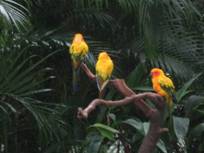 bird park