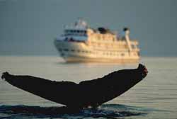 alaska cruises gulf