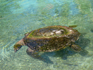 InterContinental Resort and Spa Moorea - Tortilla, one of the Sea Turtles